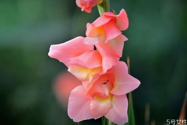 唐菖蒲的花期是什么时候呢(唐菖蒲花期多长时间)