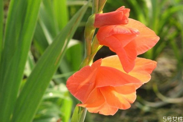 菖兰的生长环境是怎么样的呢(菖蒲生长环境的要求) 菖兰的生长环境是怎么样的呢(菖蒲生长环境的要求)