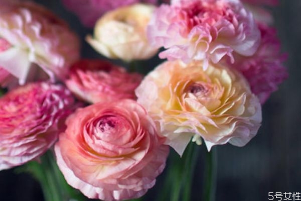 花毛茛有毒吗(花毛茛有毒吗)