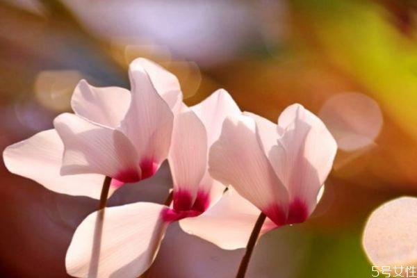 兔子花的生长环境是怎么样的呢(兔子的生长环境是什么) 兔子花的生长环境是怎么样的呢(兔子的生长环境是什么)