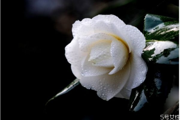 山茶花可以泡茶吗(山茶花可以泡茶吗?)