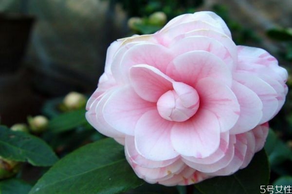 山茶花的生长环境怎么样呢(山茶花生长环境特点)