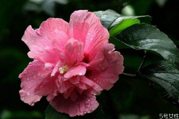 木槿花的生长环境是怎么样的呢(木槿花生长环境要求)