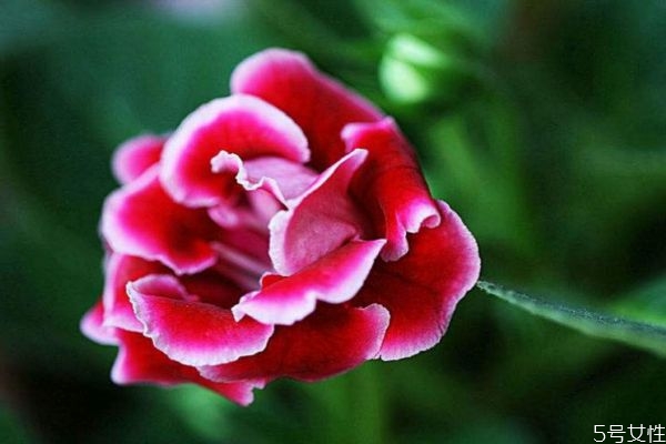 大岩桐的生长环境是怎么样的呢(大岩桐是多年生植物吗)