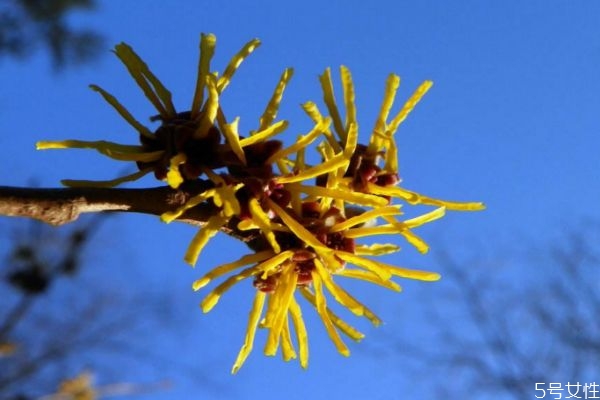 金缕梅的生长环境是怎么样的呢(金缕梅是什么植物)