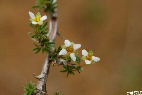 银钟花的生长环境是怎么样的呢(金银花适合在什么地方生长)