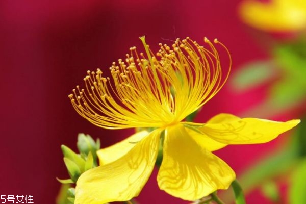 金丝桃和金丝梅有什么区别呢(金丝桃和金丝梅的区别)