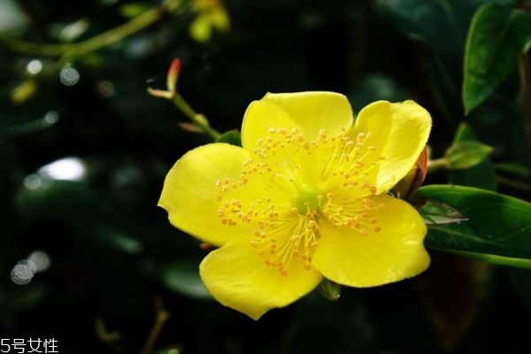 金丝梅的市场价格是怎么样呢(金丝梅香吗) 金丝梅的市场价格是怎么样呢(金丝梅香吗)