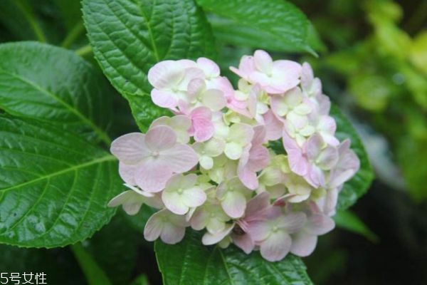 绣球花的生长环境是怎么的呢(绣球花适合在什么环境生长)