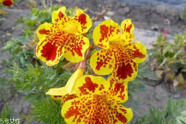 猴面花的生长环境是怎么样的呢(猴面花好养吗)