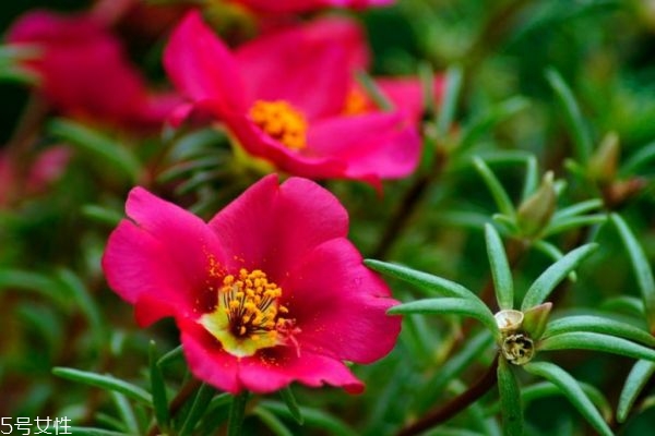 半枝莲的生长环境是怎么样的呢(半枝莲生长在什么地方) 半枝莲的生长环境是怎么样的呢(半枝莲生长在什么地方)