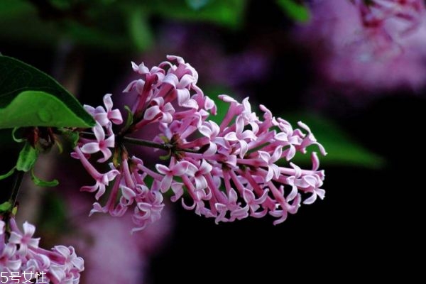 紫丁香生长环境是怎么样的呢(紫丁香好养吗)