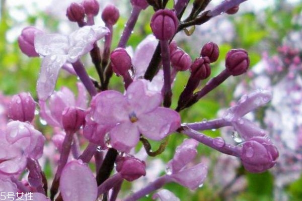 紫丁香的种植有什么注意的呢(紫红丁香怎么种植)