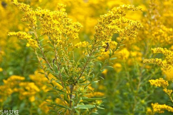 麒麟草的生长环境是怎么样的呢(麒麟植物怎么栽)