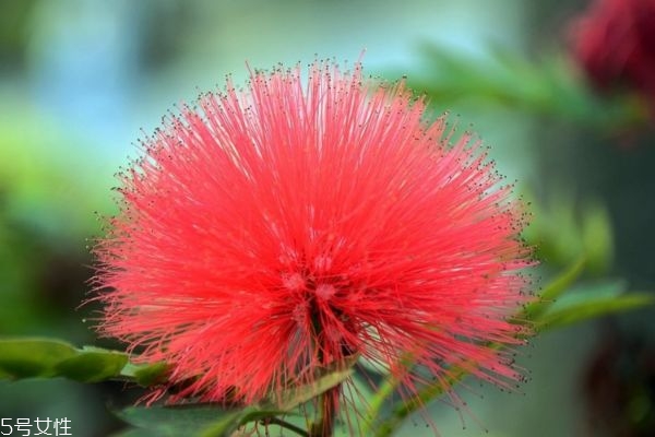 合欢花泡茶有什么好处呢(合欢花泡茶什么功效)