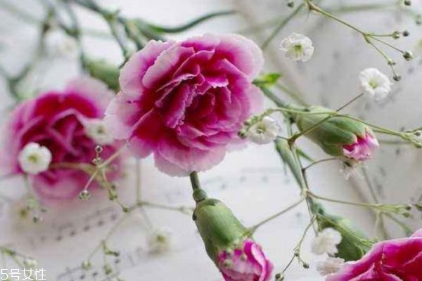 康乃馨应该多久浇一次水呢(康乃馨多久浇一次水合适)