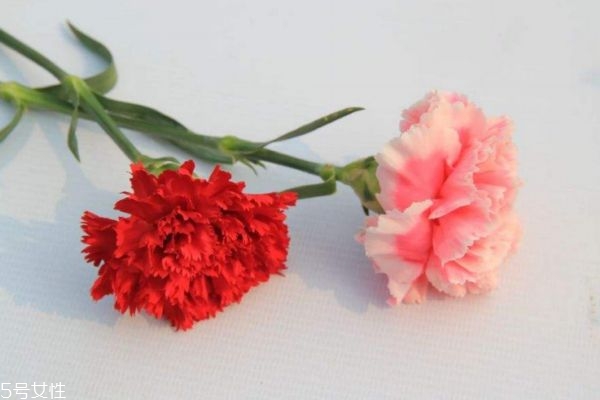 康乃馨的市场价格是怎么样的呢(康乃馨一般价格)