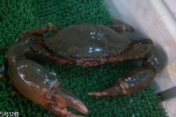 三门青蟹什么时候上市(三门青蟹什么时候上市)