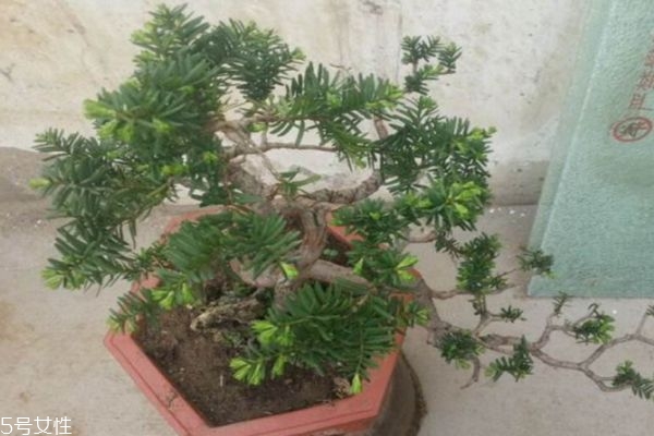 枷罗木的生长环境是怎么样的呢(枷罗木盆景的养护)