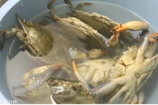 三门青蟹多少钱一斤(三门青蟹多少钱一斤?)