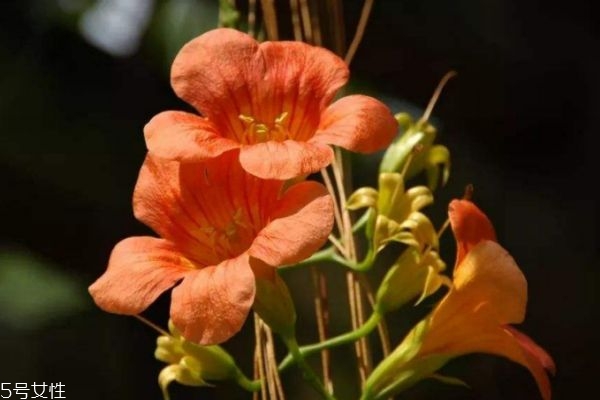 凌霄的生长环境是怎么样的呢(凌霄花生长环境)