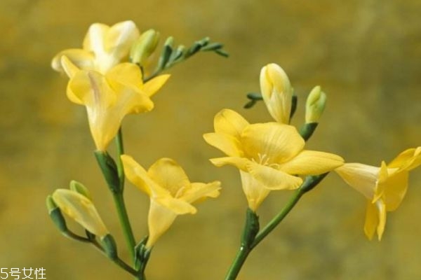 小苍兰怎么样养殖呢(小苍兰好养吗)