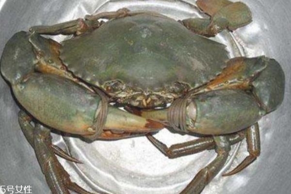 金雀花的市场价格是怎么样的呢(金雀花价格多少)