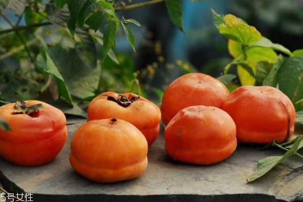 金雀花生长在什么环境里呢(金雀花怎么养)