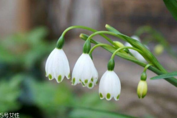 铃兰花不能和什么花一起养(铃兰花不能和什么花一起养) 铃兰花不能和什么花一起养(铃兰花不能和什么花一起养)