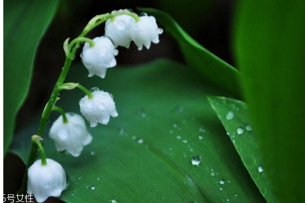 铃兰花的生长环境是怎么样的呢(铃兰花生长在什么地方)