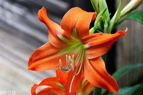 朱顶红生长环境是怎么样的呢(朱顶红的生长温度)