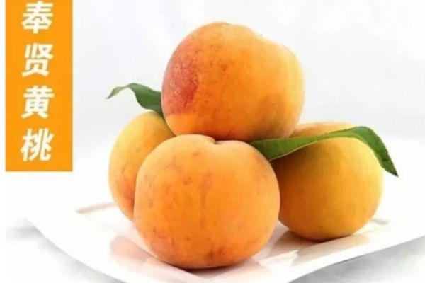 一品红的市场价格是怎么样的呢(一品红价格表)