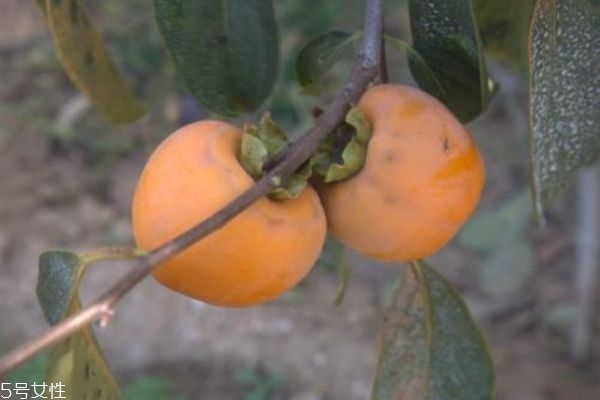 柿子和香蕉一起吃会中毒吗(柿子和香蕉一起吃会中毒吗?该怎么治)