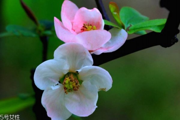 海棠花有什么作用呢(海棠花有什么用处)