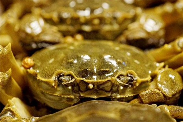 醉蟹的做法(醉蟹的做法和调料完整视频)