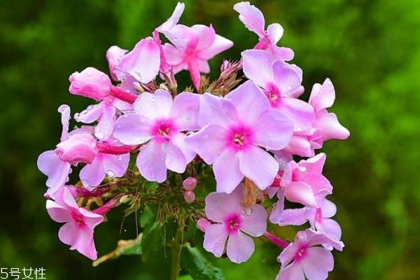 美女樱的生长环境是怎么样的呢(美女樱好养吗)