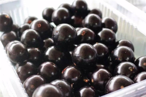 树葡萄多少钱一斤(黑皇葡萄苗多少钱一棵)