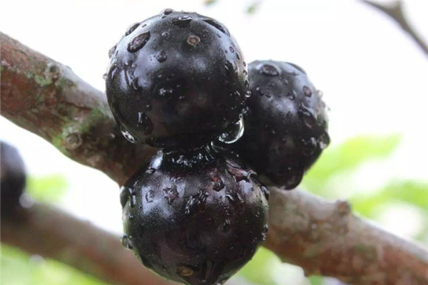 树葡萄食用注意事项(树葡萄正确吃法)