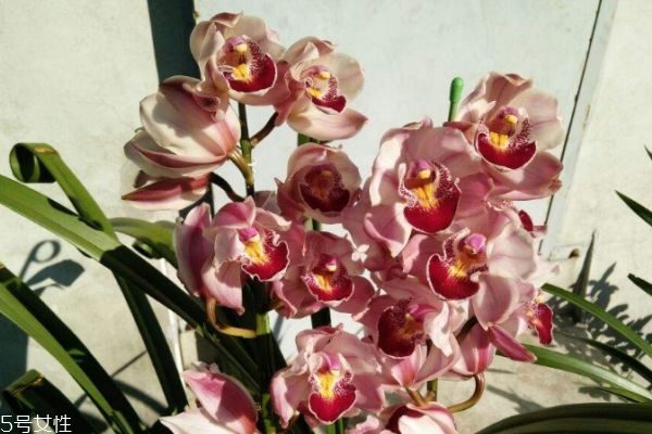 报岁兰生长在什么环境里呢(报岁兰怎么养)