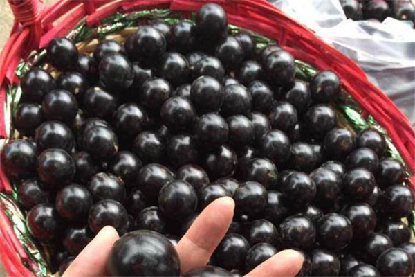 树葡萄味道好吗(树葡萄味道如何)