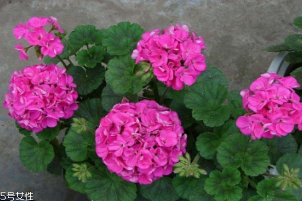 入腊红主要分布在哪里呢(入腊红图片)