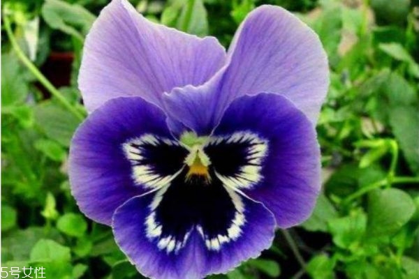 三色堇生活在什么环境里(三色堇生长环境)