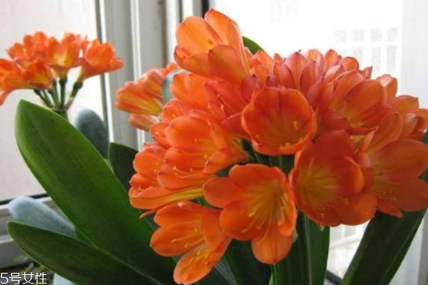 君子兰有什么品种呢(君子兰有哪些品种?) 君子兰有什么品种呢(君子兰有哪些品种?)