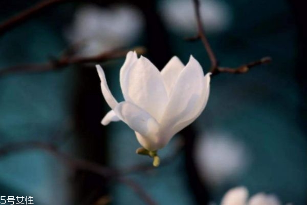 玉兰花生活在什么环境呢(玉兰花的生长环境) 玉兰花生活在什么环境呢(玉兰花的生长环境)