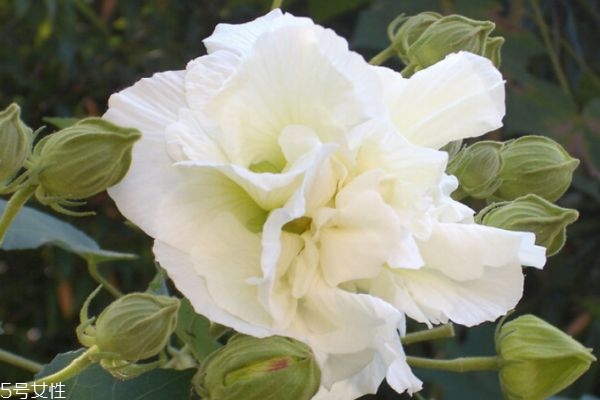 木芙蓉的生长环境是怎么样的呢(木芙蓉生长在哪里)