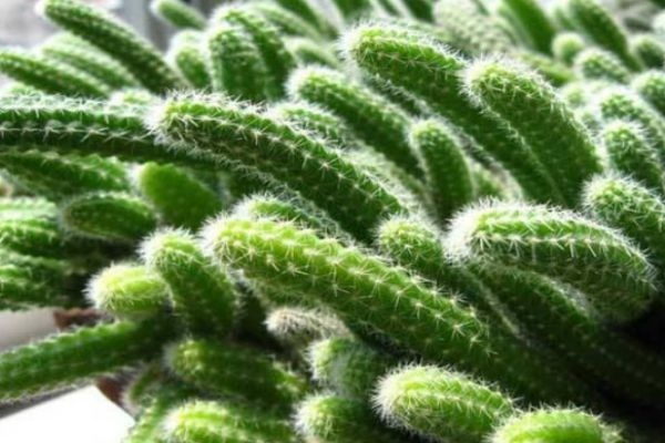 仙人指的生长环境是怎么样的呢(仙人指的生长温度)