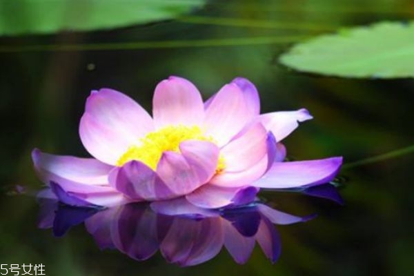 睡莲的生长环境是怎么样的呢(睡莲生长环境在哪里?) 睡莲的生长环境是怎么样的呢(睡莲生长环境在哪里?)