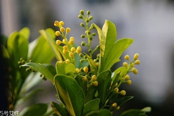 米兰花的生长环境是怎么样的呢(米兰花的土壤要求)