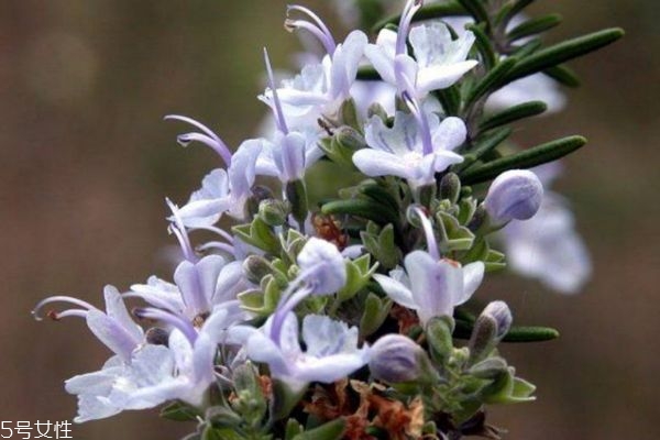 laura geller高光怎么样(laura mercier高光)