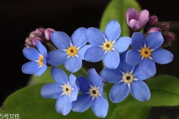 勿忘我生长在什么环境下呢(勿忘我生长过程)